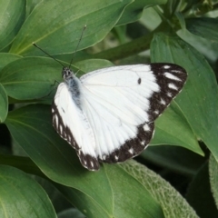 Belenois java (Caper White) at Hughes, ACT - 1 Apr 2020 by JackyF