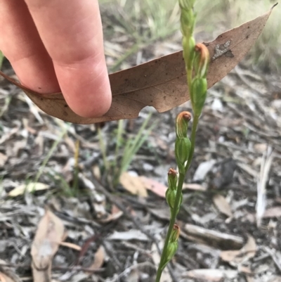 Speculantha rubescens (Blushing Tiny Greenhood) at Mount Jerrabomberra - 1 Apr 2020 by roachie