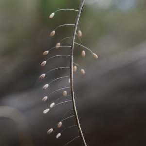 Chrysopidae (family) at Hackett, ACT - 1 Apr 2020 12:17 PM