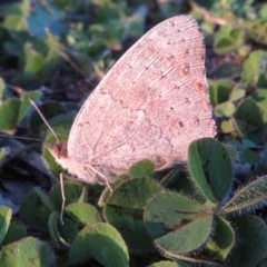 Junonia villida (Meadow Argus) at Symonston, ACT - 30 Mar 2020 by RobParnell