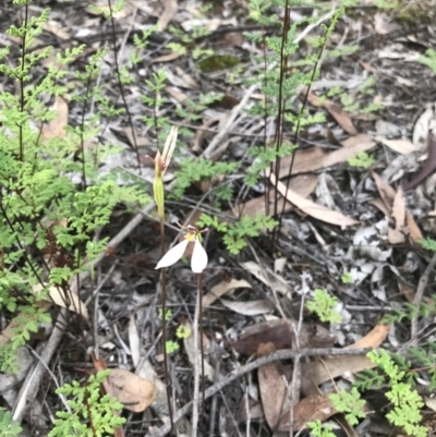 Eriochilus cucullatus (Parson's Bands) at Jerrabomberra, NSW - 1 Apr 2020 by roachie