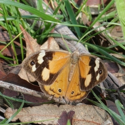 Heteronympha merope (Common Brown Butterfly) at Hughes, ACT - 1 Apr 2020 by JackyF