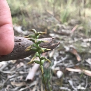 Corunastylis clivicola at Jerrabomberra, NSW - 1 Apr 2020