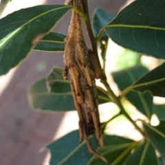 Metura elongatus (Saunders' case moth) at Hughes, ACT - 1 Apr 2020 by JackyF