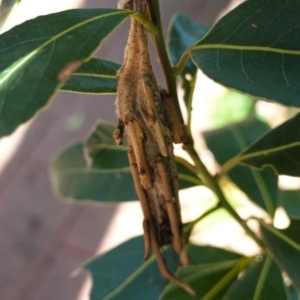 Metura elongatus at Hughes, ACT - 1 Apr 2020