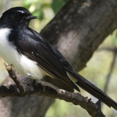 Rhipidura leucophrys (Willie Wagtail) at Griffith, ACT - 21 Mar 2020 by RobParnell