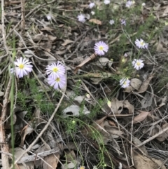 Brachyscome rigidula (Hairy Cut-leaf Daisy) at Mount Jerrabomberra - 1 Apr 2020 by roachie