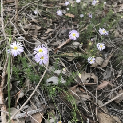 Brachyscome rigidula (Hairy Cut-leaf Daisy) at Mount Jerrabomberra - 1 Apr 2020 by roachie