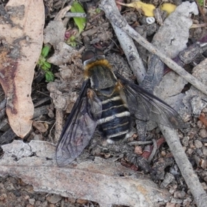 Villa sp. (genus) at Deakin, ACT - 1 Apr 2020 11:26 AM