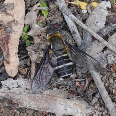 Villa sp. (genus) (Unidentified Villa bee fly) at Deakin, ACT - 1 Apr 2020 by JackyF