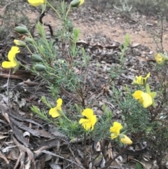 Gompholobium huegelii (Pale Wedge Pea) at Mount Jerrabomberra - 1 Apr 2020 by roachie