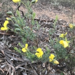 Gompholobium huegelii (pale wedge–pea) at Karabar, NSW - 1 Apr 2020 by roachie