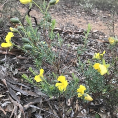 Gompholobium huegelii (Pale Wedge Pea) at Mount Jerrabomberra - 1 Apr 2020 by roachie