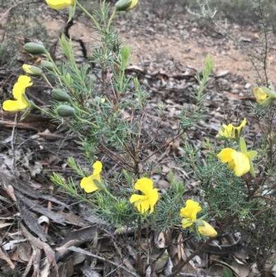 Gompholobium huegelii (pale wedge–pea) at Karabar, NSW - 1 Apr 2020 by roachie