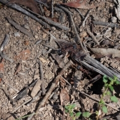 Myrmecia nigriceps at Hughes, ACT - 1 Apr 2020 12:43 PM