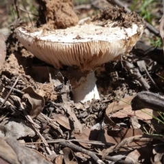 Amanita sp. (Amanita sp.) at Deakin, ACT - 1 Apr 2020 by JackyF