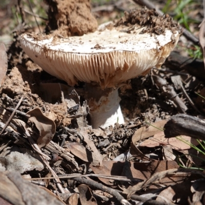 Amanita sp. (Amanita sp.) at Deakin, ACT - 1 Apr 2020 by JackyF