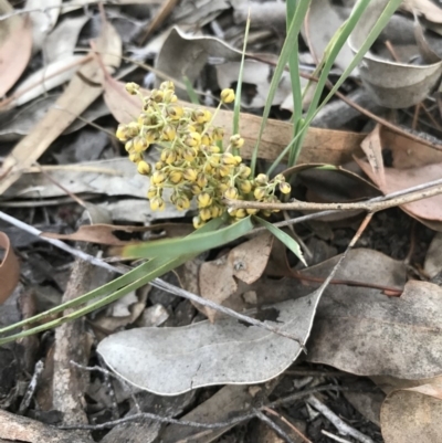 Lomandra filiformis subsp. coriacea (Wattle Matrush) at Mount Jerrabomberra - 1 Apr 2020 by roachie