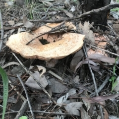 Lactarius deliciosus (Saffron Milkcap) at Mount Jerrabomberra - 1 Apr 2020 by roachie