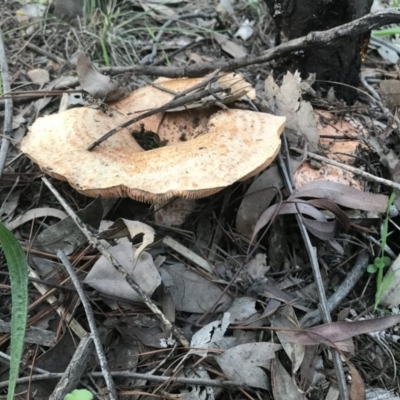 Lactarius deliciosus (Saffron Milkcap) at Karabar, NSW - 1 Apr 2020 by roachie