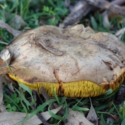 Phylloporus sp. (Phylloporus sp.) at GG38 - 28 Mar 2020 by JackyF