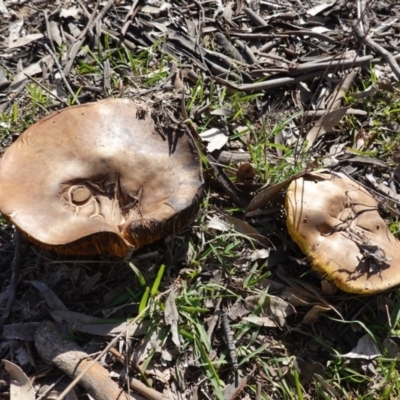 Phylloporus sp. (Phylloporus sp.) at GG38 - 31 Mar 2020 by JackyF