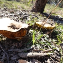 Phylloporus sp. at Deakin, ACT - 31 Mar 2020