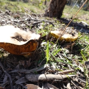 Phylloporus sp. at Deakin, ACT - 31 Mar 2020