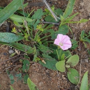 Convolvulus angustissimus subsp. angustissimus at Deakin, ACT - 1 Apr 2020 11:02 AM