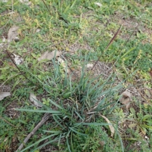 Lomandra sp. at Deakin, ACT - 1 Apr 2020 11:16 AM