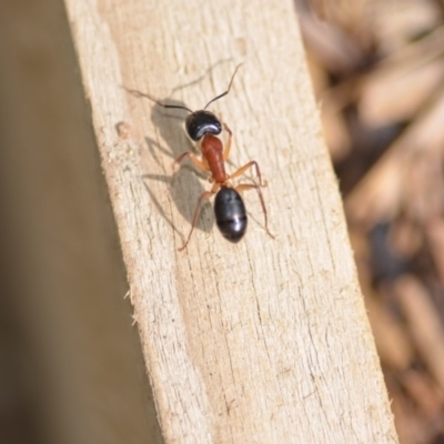 Camponotus nigriceps (Black-headed sugar ant) at Wamboin, NSW - 31 Jan 2020 by natureguy