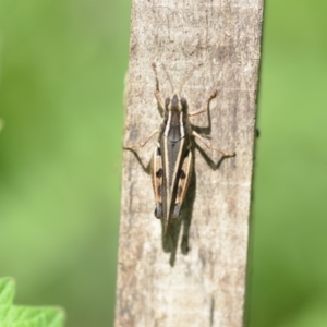 Phaulacridium vittatum at Wamboin, NSW - 31 Jan 2020