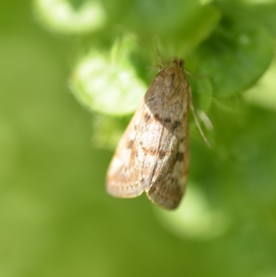 Achyra affinitalis (Cotton Web Spinner) at Wamboin, NSW - 31 Jan 2020 by natureguy