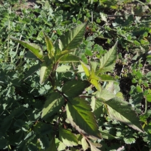 Bidens pilosa at Banks, ACT - 31 Mar 2020