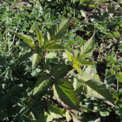 Bidens pilosa (Cobbler's Pegs, Farmer's Friend) at Banks, ACT - 31 Mar 2020 by MichaelBedingfield