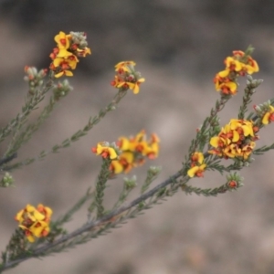 Dillwynia sp. at Gundaroo, NSW - 2 Nov 2019