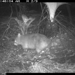 Vombatus ursinus (Common wombat, Bare-nosed Wombat) at Kangaroo Valley, NSW - 28 Mar 2020 by simon.slater