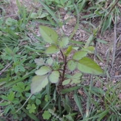 Bidens pilosa (Cobbler's Pegs, Farmer's Friend) at Banks, ACT - 31 Mar 2020 by michaelb