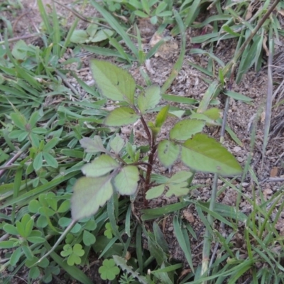 Bidens pilosa (Cobbler's Pegs, Farmer's Friend) at Banks, ACT - 31 Mar 2020 by michaelb