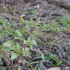 Bidens pilosa (Cobbler's Pegs, Farmer's Friend) at Banks, ACT - 31 Mar 2020 by michaelb