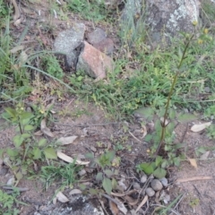 Bidens pilosa at Banks, ACT - 31 Mar 2020