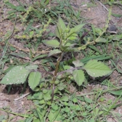 Bidens pilosa (Cobbler's Pegs, Farmer's Friend) at Tuggeranong DC, ACT - 31 Mar 2020 by michaelb