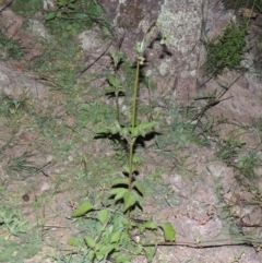 Bidens pilosa (Cobbler's Pegs, Farmer's Friend) at Tuggeranong DC, ACT - 31 Mar 2020 by michaelb