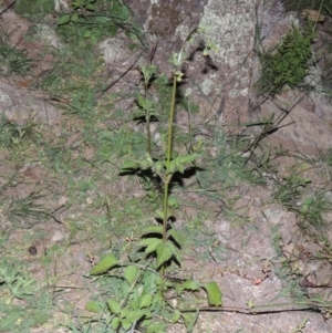 Bidens pilosa at Tuggeranong DC, ACT - 31 Mar 2020