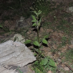 Bidens pilosa (Cobbler's Pegs, Farmer's Friend) at Tuggeranong DC, ACT - 31 Mar 2020 by michaelb