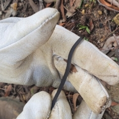 Drysdalia rhodogaster (Mustard-bellied Snake) at Yerrinbool - 31 Mar 2020 by BLSHTwo