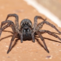 Lycosidae (family) (Unidentified wolf spider) at Evatt, ACT - 31 Mar 2020 by TimL