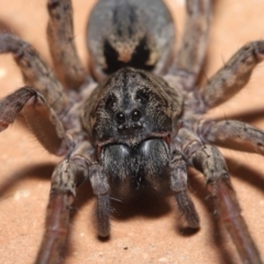 Lycosidae (family) at Evatt, ACT - 31 Mar 2020