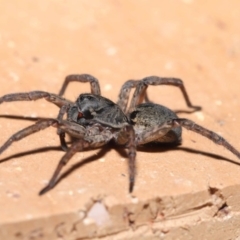 Lycosidae (family) at Evatt, ACT - 31 Mar 2020