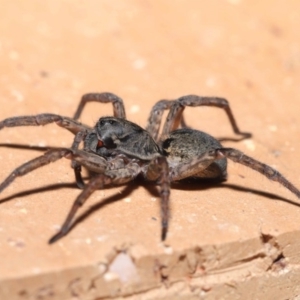 Lycosidae (family) at Evatt, ACT - 31 Mar 2020